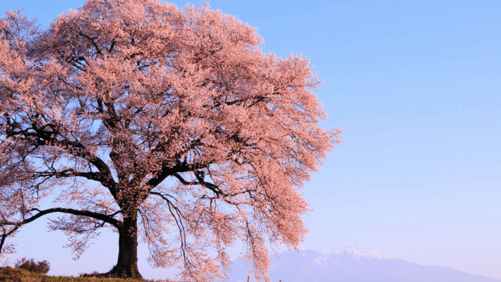 displays a Cherry tree