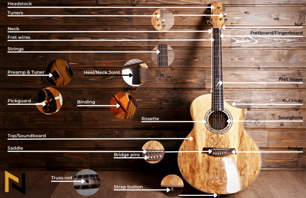 Diagram displays an anatomy of acoustic guitar