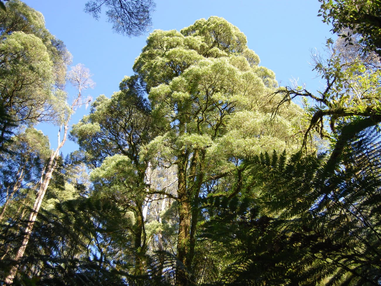 Acoustic Guitar Tonewoods Explained Tonewood Chart vrogue.co